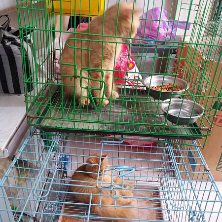 Jasa Penitipan Hewan